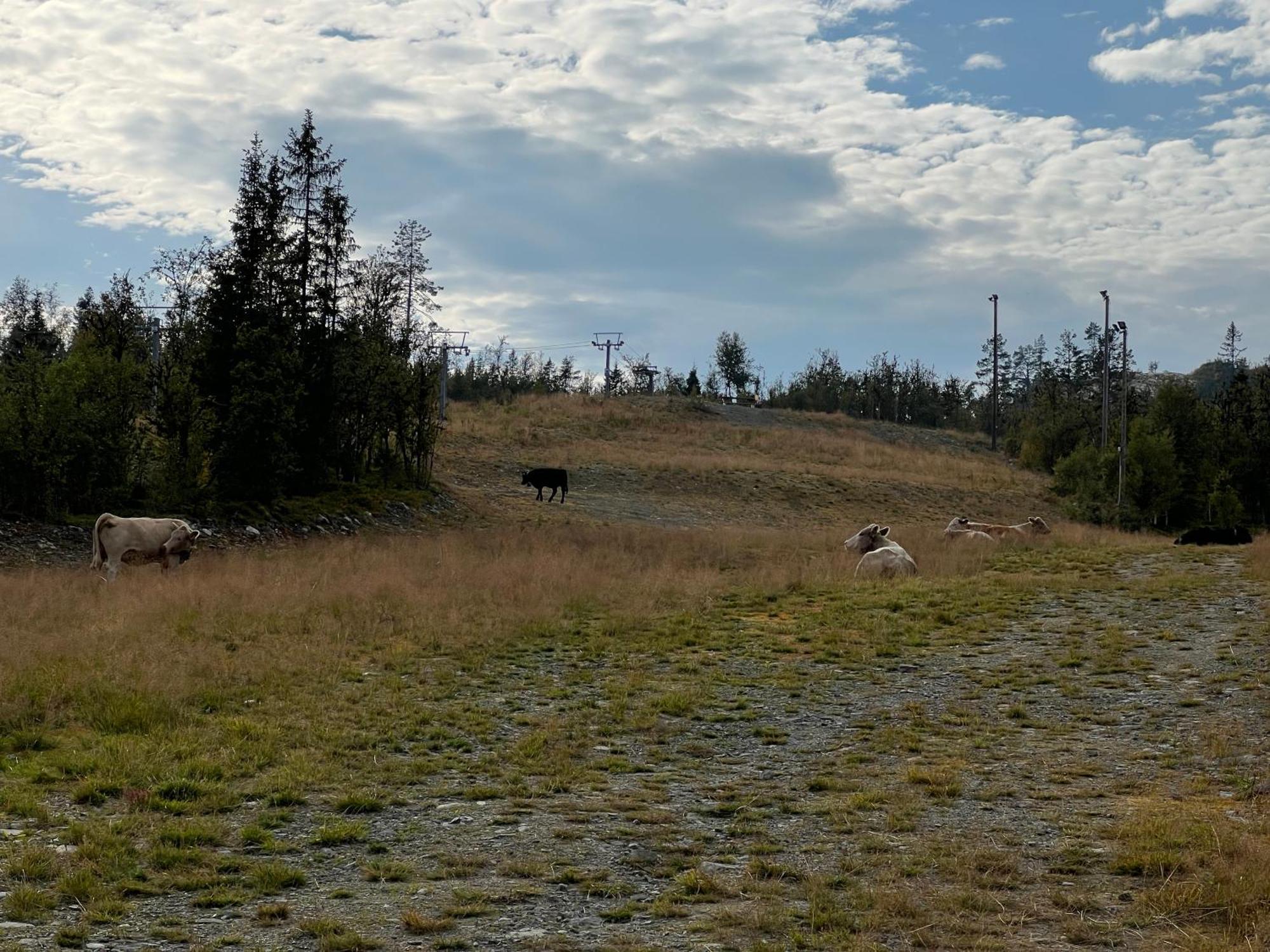 Perfect Moutain Getaway! Beautiful Apartment At Skagahogdi With Panoramic View Gol Eksteriør bilde